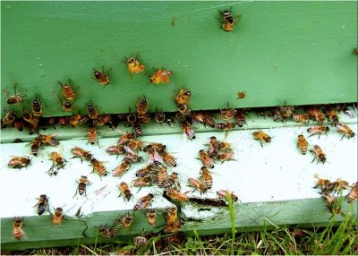 29 pollen bearers.jpg
