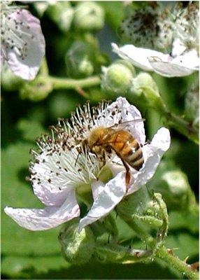 30 bee on himalayan blackberry.jpg