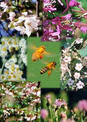41 bees and flowers.jpg