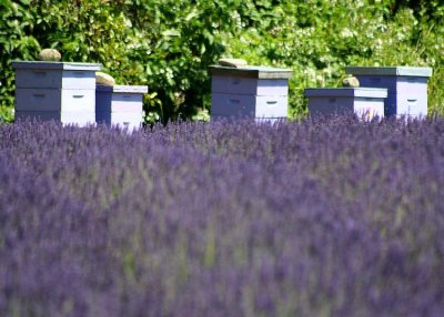 35 hives and lavender