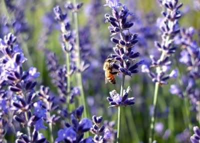 27 honeybee on lavender