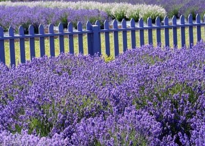 24 purple fence, purple lavender