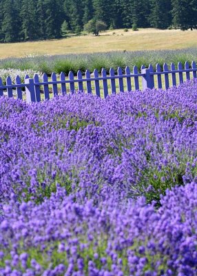 20 purple fence, purple lavender 2
