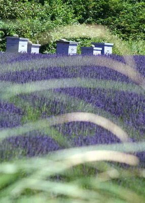 16 beehives and lavender