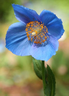 15 single blue poppy