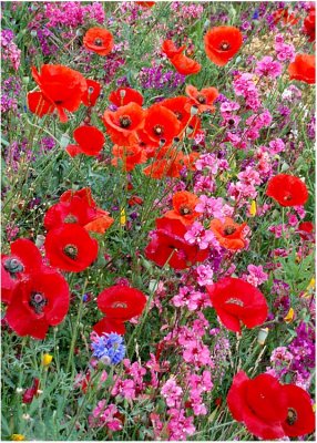 10 poppies and clarkia