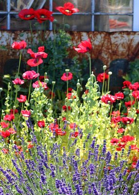 11 poppies and lavender by the old shed