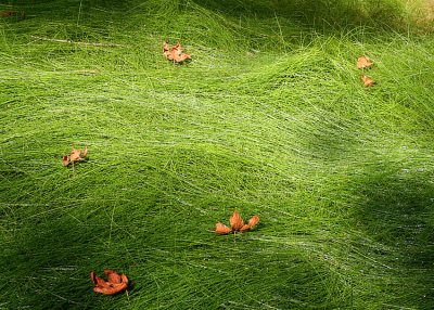 03 fall leaves on hot springs grass