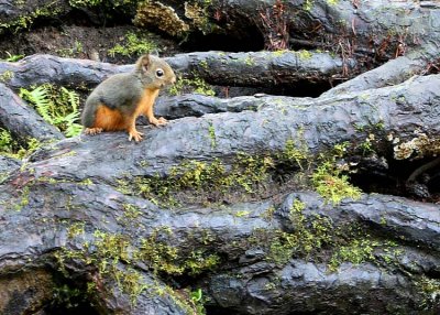 Root squirrel