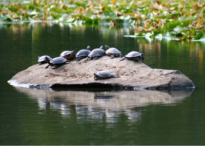 Eight turtles