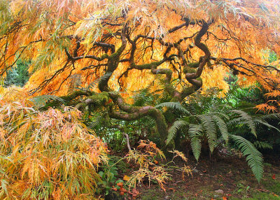 40 orange maple and fern