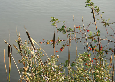 39 rose hips and rushes