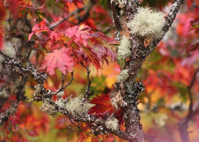 36 maple and lichen