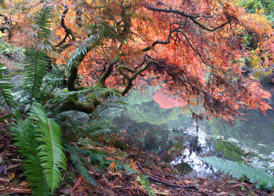 30 maple and fern by the pond