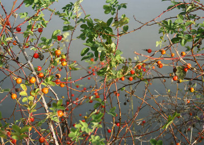 29 rosehips at theler