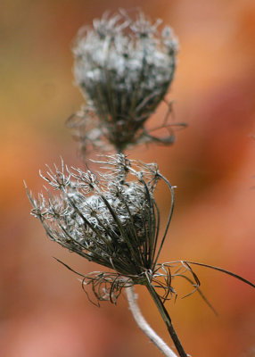 16 seedheads