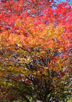 11 rainbow of fall color