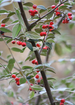 10 fall berries, name unknown