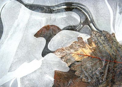 05 leaf in ice