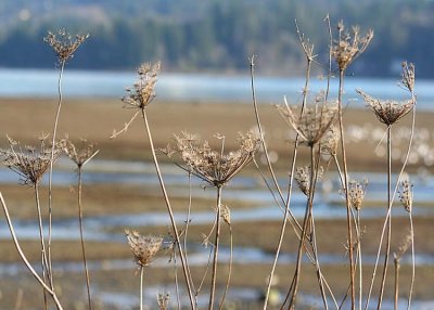 19 hood canal winter