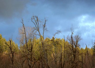 22 winter sky winter trees