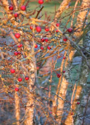 33 berries before sunset at titlow pond
