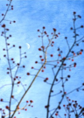 29 march moon over plum blossom buds