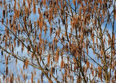 30 catkins in blue sky