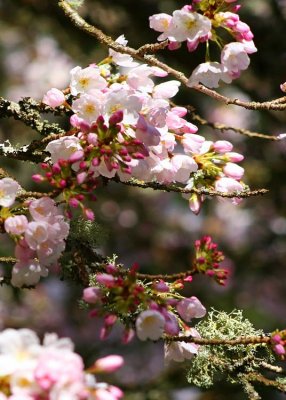 46 cherry blossom, lichen
