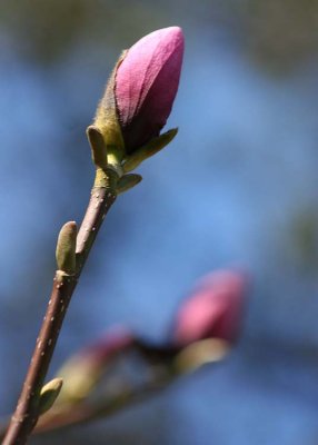 47 buds before bloom