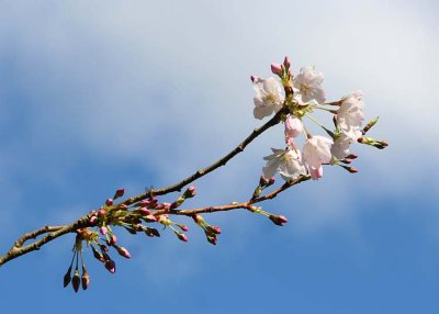 49 blossom, buds, blue and cloud