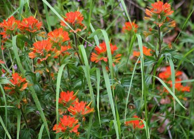 14 indian paintbrush and grass