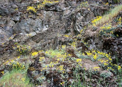 11 stonecrop on rocks