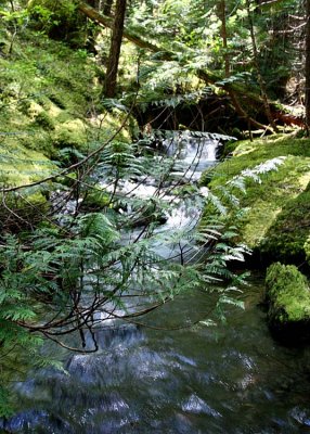 09 cedar creek and moss