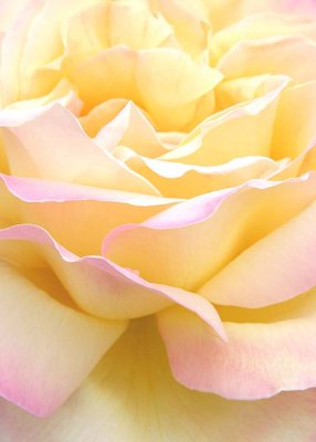 13 soft peach rose