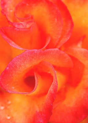 15 fiery rose