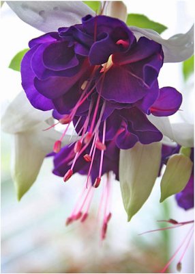 19 purple fuchsia