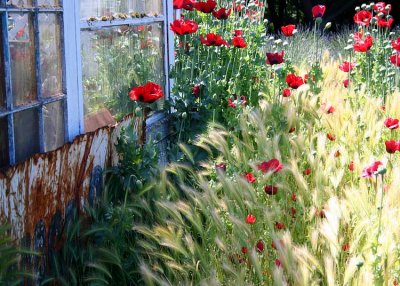 71 poppies by the old shed