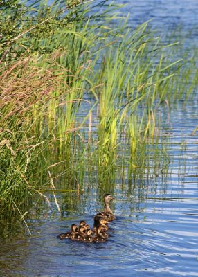 Duckling family