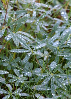 31 rain on lupine leaves