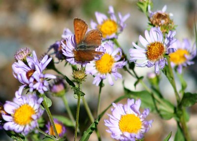 28 butterfly on aster