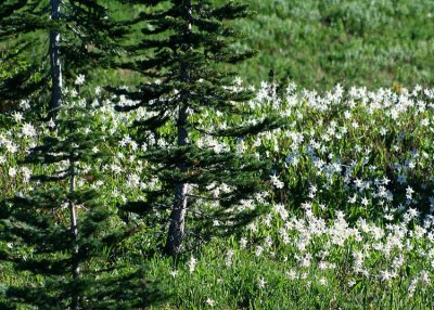 23 avalanche lilies