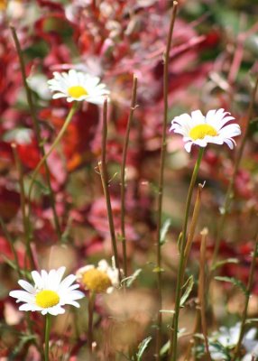 76 daisies and fireweed