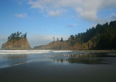 15 second beach with gulls 2