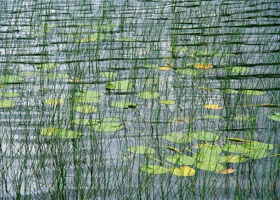 water, leaves, reeds
