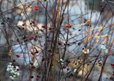 9 snowberries and rosehips