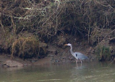 24 heron by the nisqually river