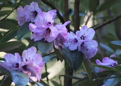 02 purple rhodies