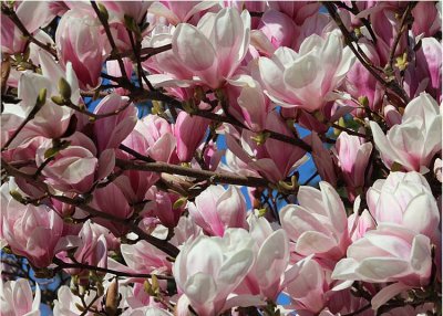04 magnolia heaven