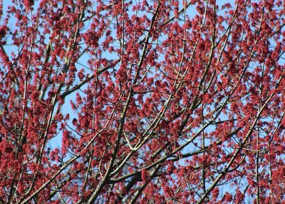 06 maple blossom